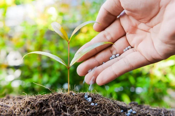 Hand düngt einen kleine Eukalyptus-Pflanze.